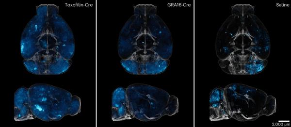 Engineered Brain Parasite Used for Therapeutic …