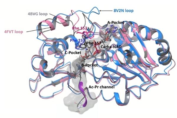 Discovery of Novel Longevity Therapeutics that Target Mitochondrial Enzymes