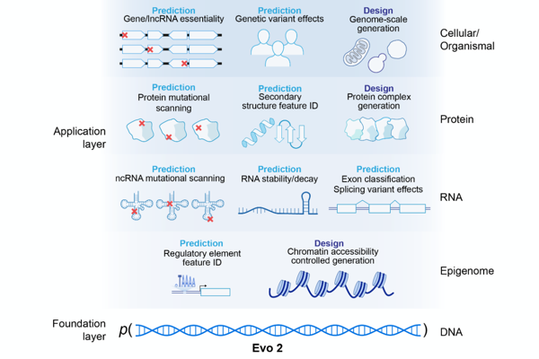 Evo 2: Largest Foundation Model for Genomic …