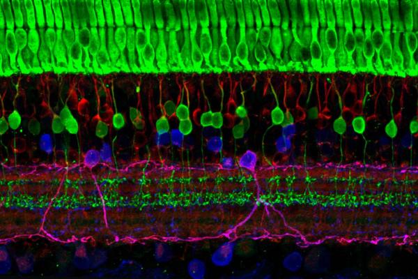 Life Biosciences Presents New Data on …